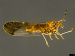 Anoeconeossa