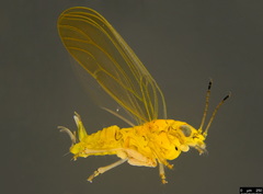 Anoeconeossa