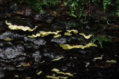 Antrodiella citrinella