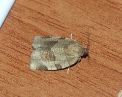 Choristoneura hebenstreitella