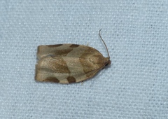 Choristoneura hebenstreitella