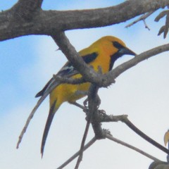 Icterus nigrogularis