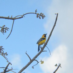 Icterus nigrogularis