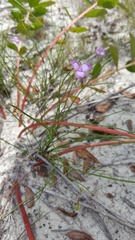 Callisia graminea
