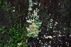 Antrodiella citrinella