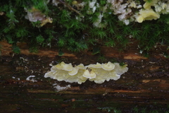 Antrodiella citrinella