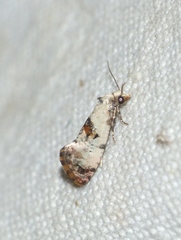 Neocochylis hybridella