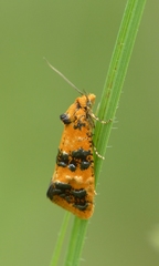 Commophila aeneana