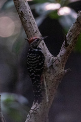 Dendrocopos analis