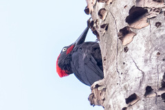 Dryocopus hodgei