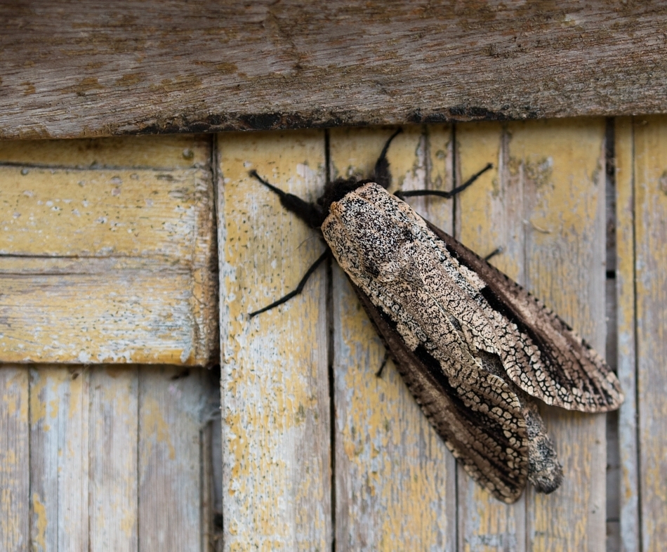 Morpheis xylotribus