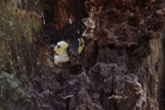 Antrodiella citrinella