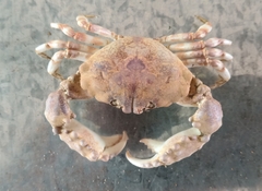 Halimede ochtodes