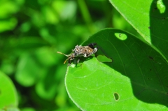 Merocoris