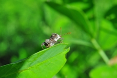 Merocoris