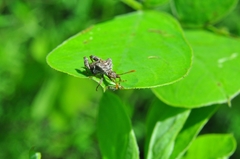 Merocoris
