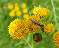 Isophrictis striatella