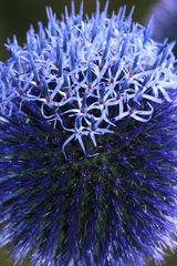 Echinops chantavicus