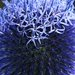 Echinops chantavicus - Photo (c) Татьяна Меньшикова, some rights reserved (CC BY-NC), uploaded by Татьяна Меньшикова