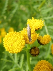 Isophrictis striatella