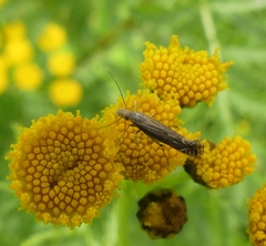 Isophrictis striatella