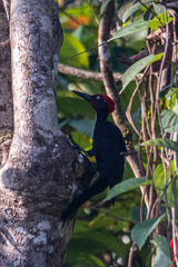 Dryocopus hodgei