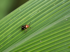 Horciasinus wallengreni