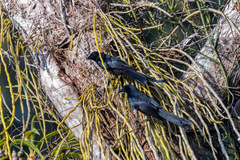 Dicrurus andamanensis