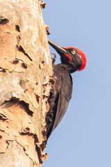 Dryocopus hodgei