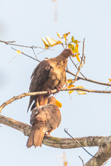 Macropygia rufipennis