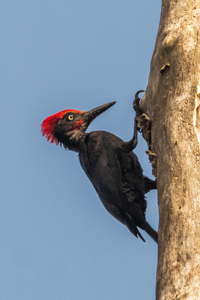 Andaman Woodpecker photo