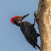 Andaman Woodpecker - Photo (c) Uday Agashe, some rights reserved (CC BY-NC), uploaded by Uday Agashe