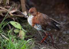 Laterallus leucopyrrhus