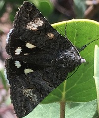 Litocala sexsignata