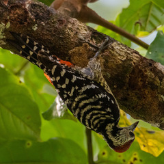 Dendrocopos analis