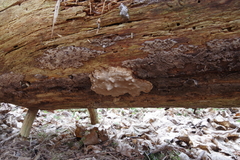 Phellopilus nigrolimitatus