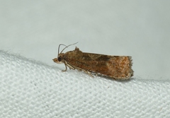 Endothenia ericetana
