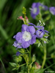 Phacelia patuliflora teucriifolia