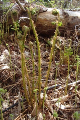 Dryopteris intermedia