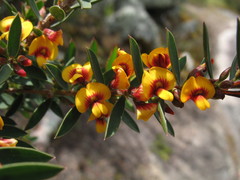 Eutaxia myrtifolia