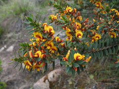 Eutaxia myrtifolia