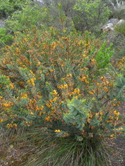 Eutaxia myrtifolia