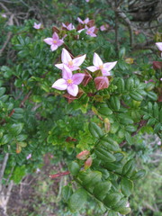 Boronia alata