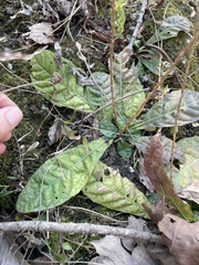 Elytraria caroliniensis