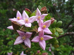 Boronia alata