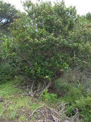 Boronia alata