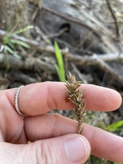 Elytraria caroliniensis