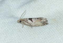 Epinotia ramella