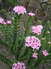 Pimelea ferruginea