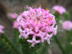 Pimelea ferruginea